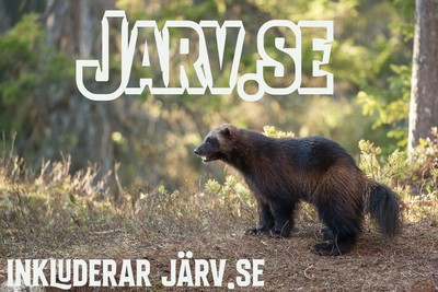 jarv bild