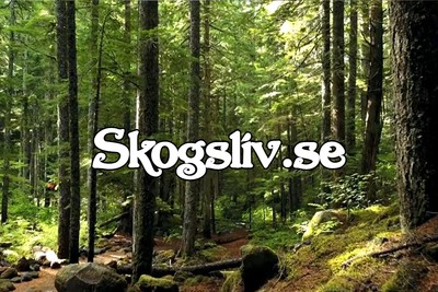 skogsliv bild