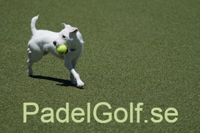 padelgolf.se - preview image